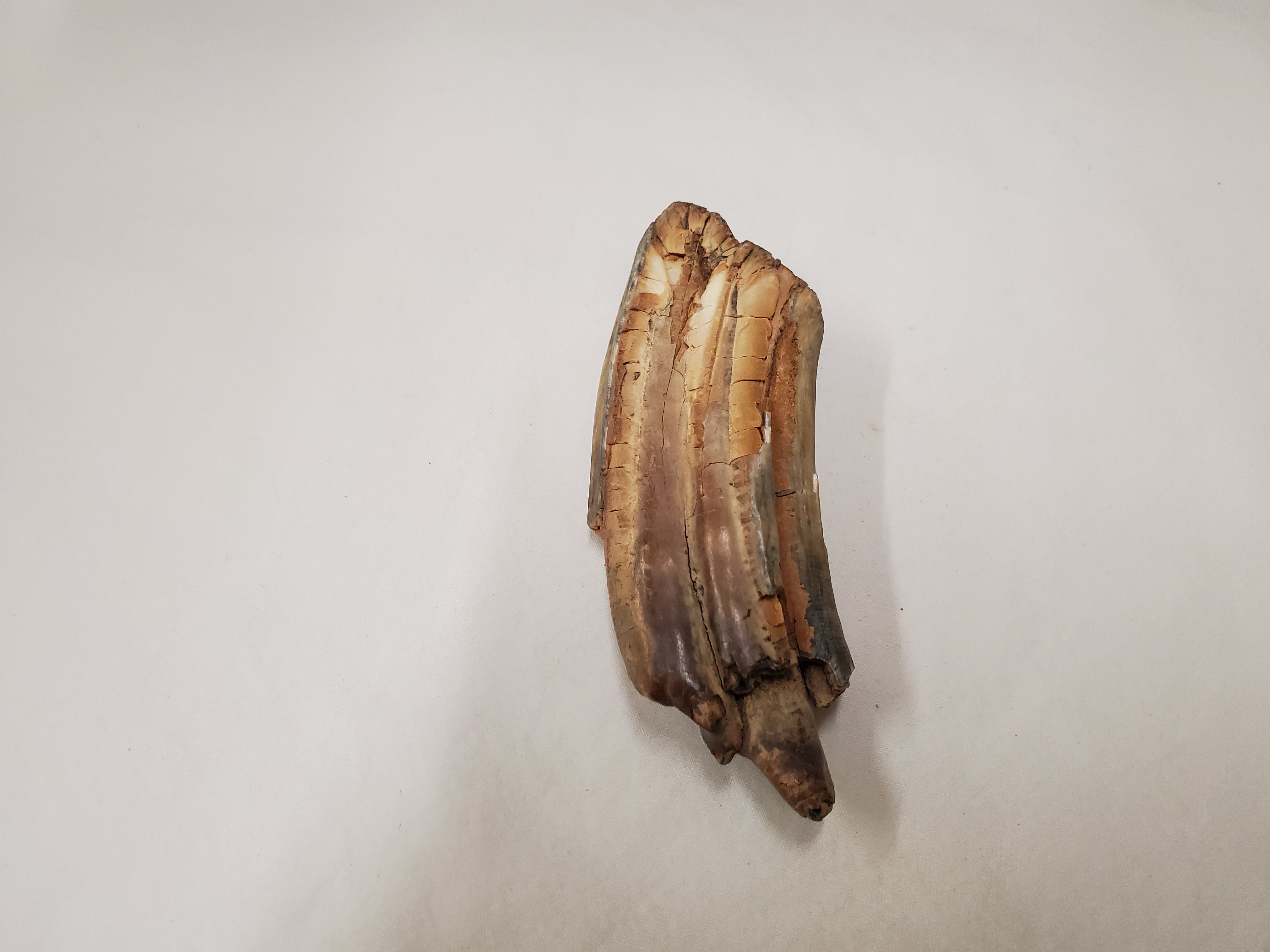 A fossilized horse tooth on a white background 
